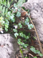 Cymbalaria muralis