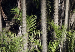 Bactris