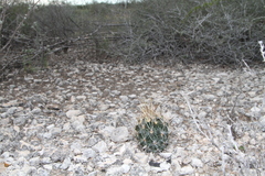 Ancistrocactus scheeri