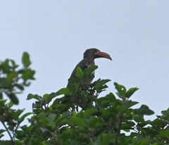 Lophoceros alboterminatus