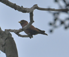 Eurystomus glaucurus