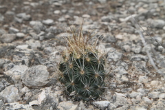 Ancistrocactus scheeri