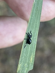 Rhynolaccus formicarius