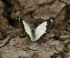 Belenois creona