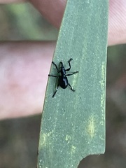 Rhynolaccus formicarius