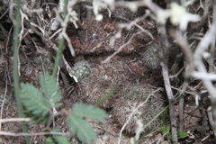 Escobaria emskoetteriana