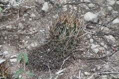 Ancistrocactus scheeri