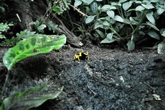 Dendrobates leucomelas