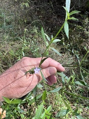 Verbena brasiliensis
