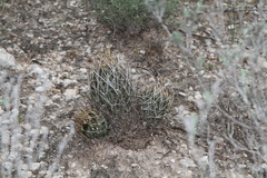 Ancistrocactus scheeri