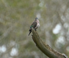 Turtur chalcospilos