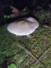 Hebeloma