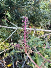 Phytolacca americana rigida