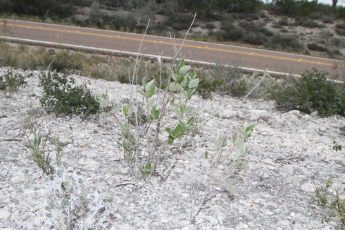 Image of Mandevilla lanuginosa by (c) Reid Hardin, some rights reserved (CC BY)
