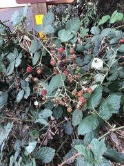 Candicantes