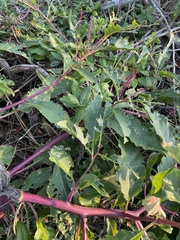 Phytolacca americana rigida