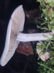 Hebeloma