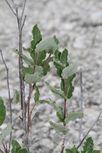 Image of Mandevilla lanuginosa by (c) Reid Hardin, some rights reserved (CC BY)