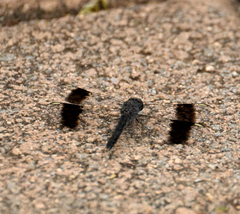 Brachythemis leucosticta