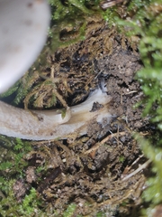 Hebeloma