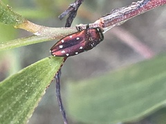 Diphucrania albosparsa