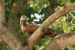 Busarellus nigricollis