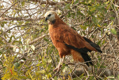 Busarellus nigricollis