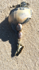 Buccinoidea