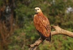 Busarellus nigricollis