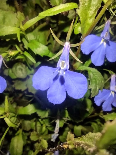 Lobelija (Lobelia)