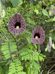 Aristolochia littoralis