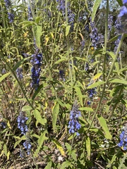 Salvia lavanduloides