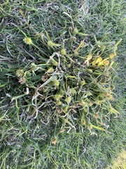 Cyperus metzii