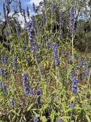 Salvia lavanduloides