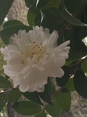 Camellia