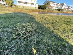 Cyperus metzii
