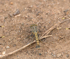 Brachythemis leucosticta
