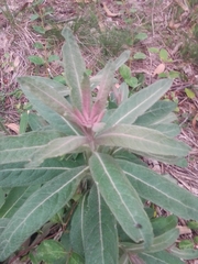 Pterocaulon
