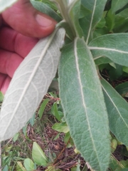 Pterocaulon