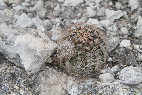 Image of Echinocereus fitchii by (c) Reid Hardin, some rights reserved (CC BY)