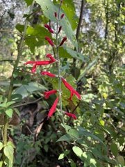Salvia elegans