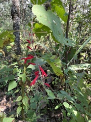 Salvia elegans