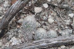 Escobaria emskoetteriana