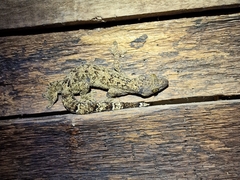 Thecadactylus rapicauda