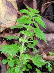 Urtica urens