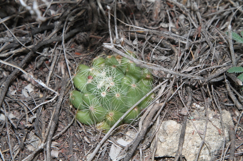 Image of Mammillaria sphaerica by (c) Reid Hardin, some rights reserved (CC BY)