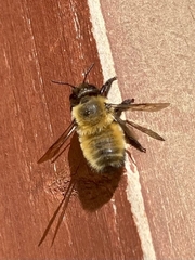 Megachile pollinosa
