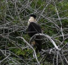 Caracara plancus cheriway