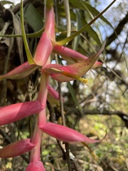 Tillandsia prodigiosa