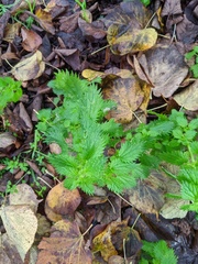Urtica urens